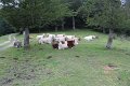 (48) Oh les Vaches